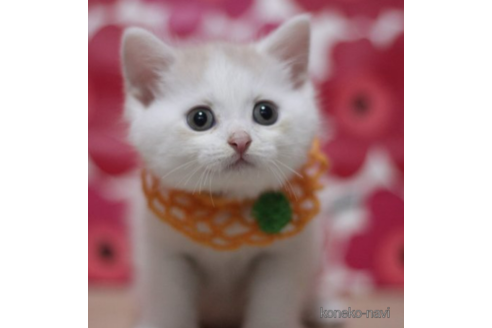 成約済の東京都のマンチカン-70805の2枚目